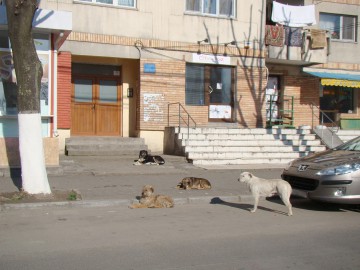 Campanie gratuită de sterilizare a câinilor comunitari, la Mangalia